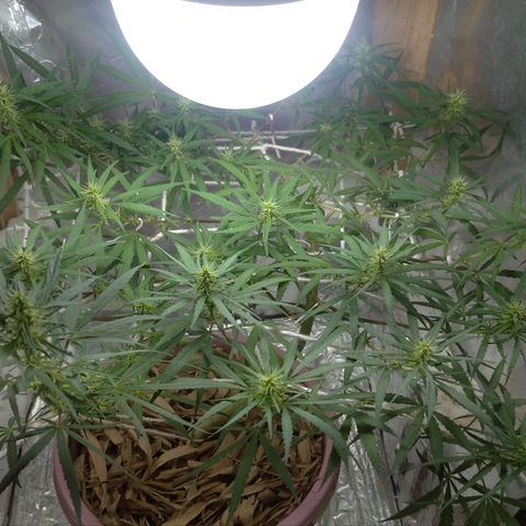 Violeta growlog timeline photo