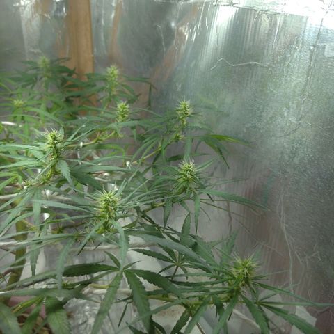 Violeta growlog timeline photo
