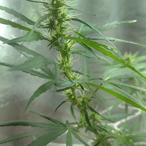 Violeta growlog timeline photo
