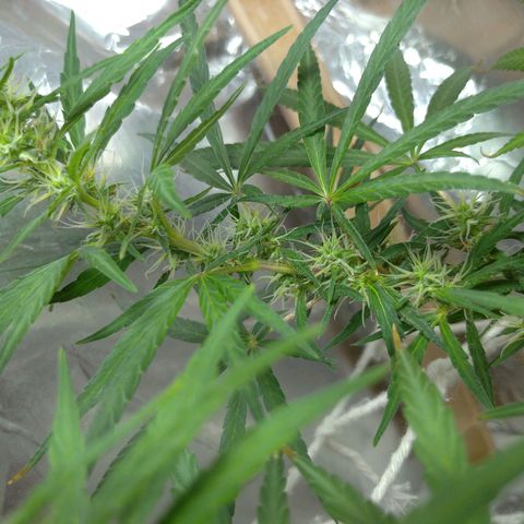 Violeta growlog timeline photo