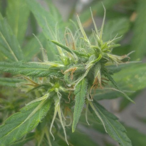 Violeta growlog timeline photo