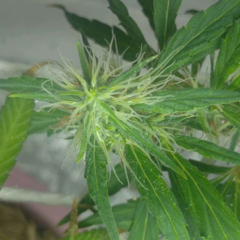 Violeta growlog timeline photo