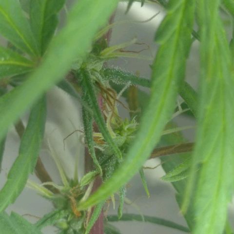 Violeta growlog timeline photo