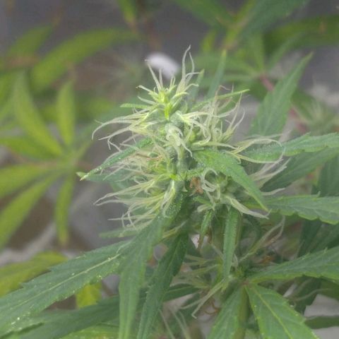 Violeta growlog timeline photo
