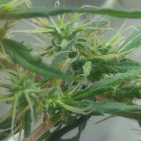 Violeta growlog timeline photo
