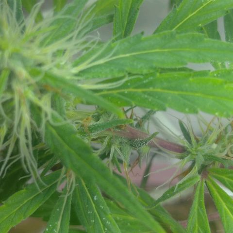 Violeta growlog timeline photo