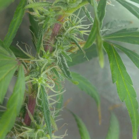 Violeta growlog timeline photo