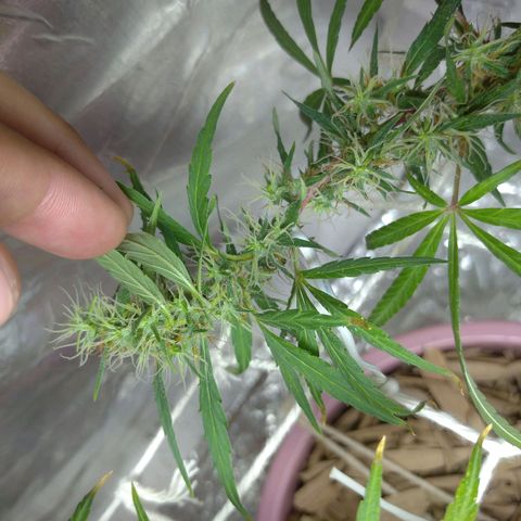 Violeta growlog timeline photo