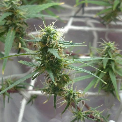 Violeta growlog photo: Buds engordando