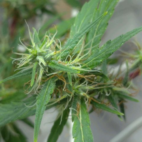 Violeta growlog photo: Buds engordando