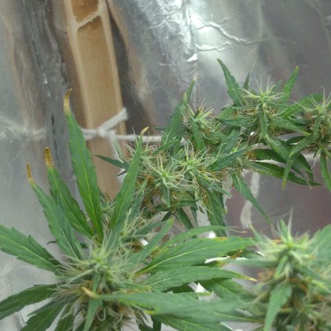 Violeta growlog photo: Buds engordando