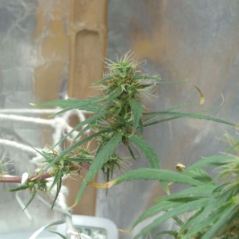 Violeta growlog photo: Buds engordando