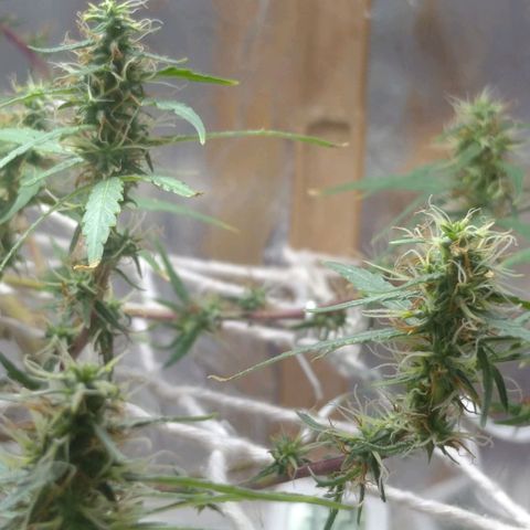 Violeta growlog photo: Buds engordando
