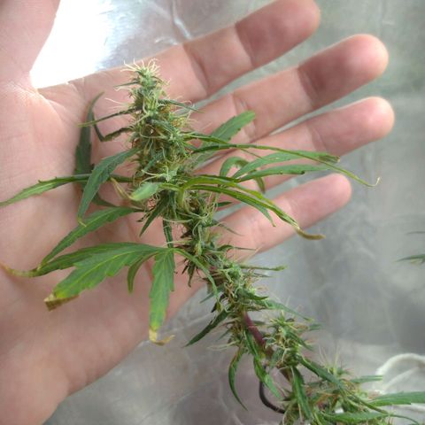 Violeta growlog photo: Buds engordando