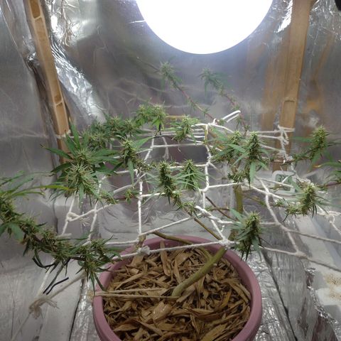 Violeta growlog photo: Buds engordando