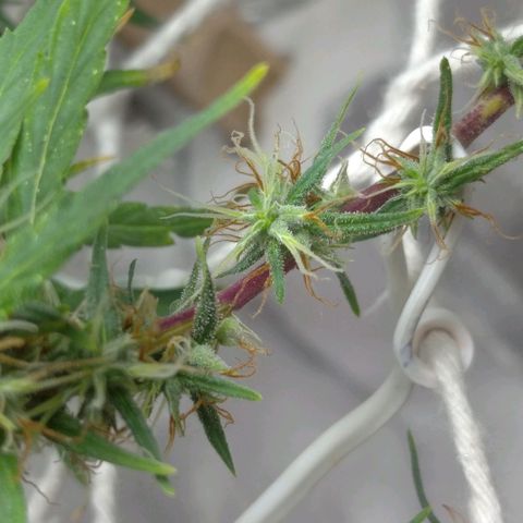 Violeta growlog photo: Buds engordando