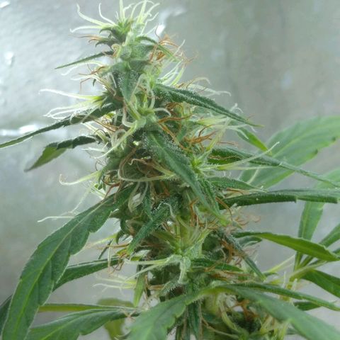 Violeta growlog photo: Buds engordando