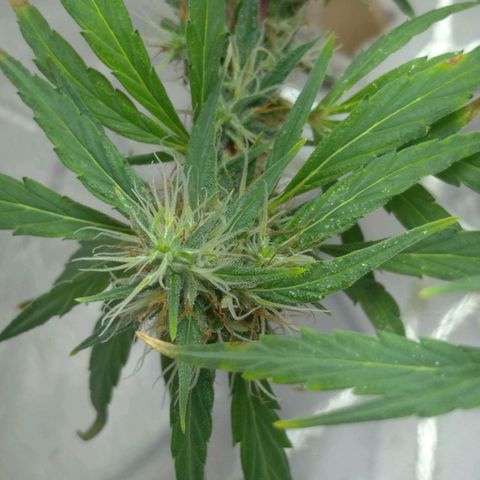 Violeta growlog photo: Buds engordando