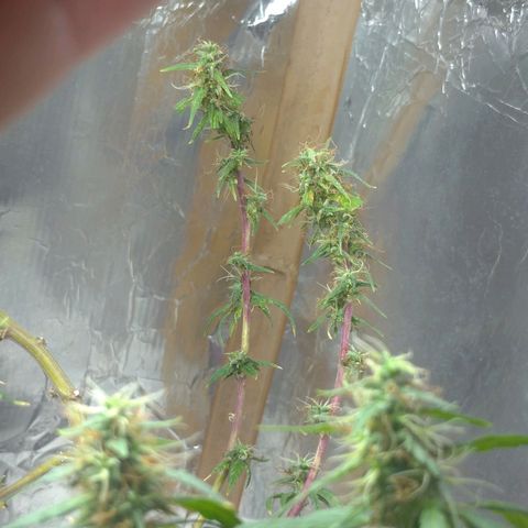 Violeta growlog timeline photo