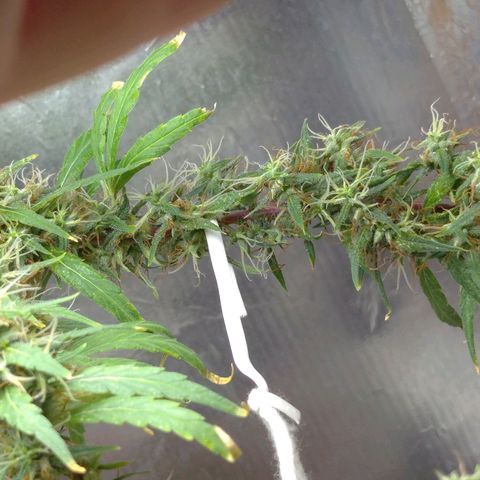 Violeta growlog timeline photo