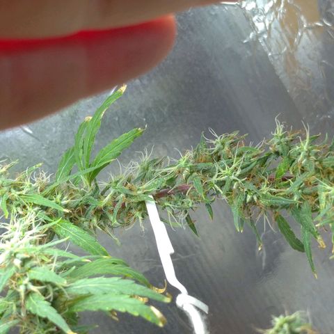 Violeta growlog timeline photo