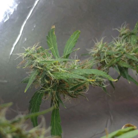 Violeta growlog timeline photo