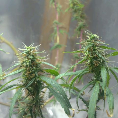 Violeta growlog timeline photo