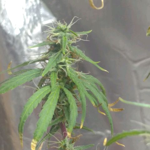 Violeta growlog timeline photo