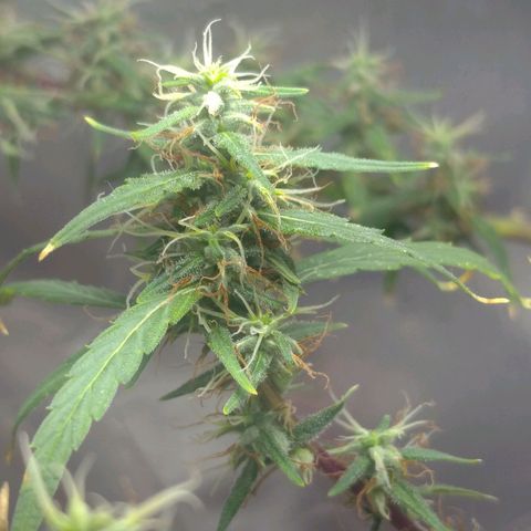 Violeta growlog timeline photo