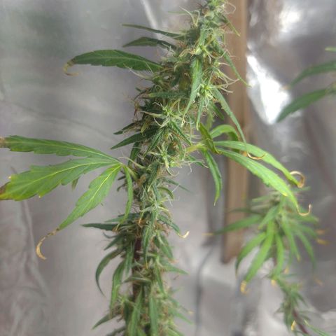 Violeta growlog timeline photo