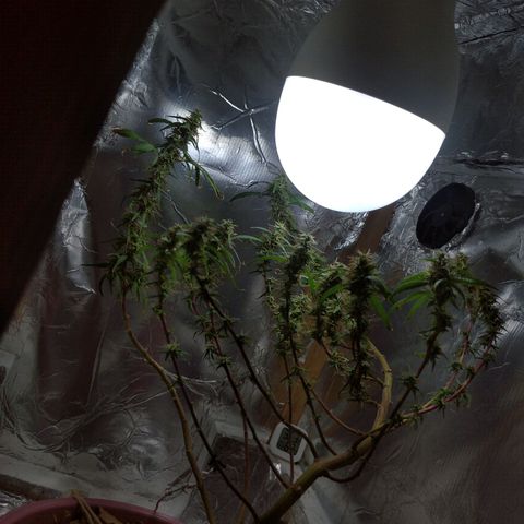 Violeta growlog timeline photo
