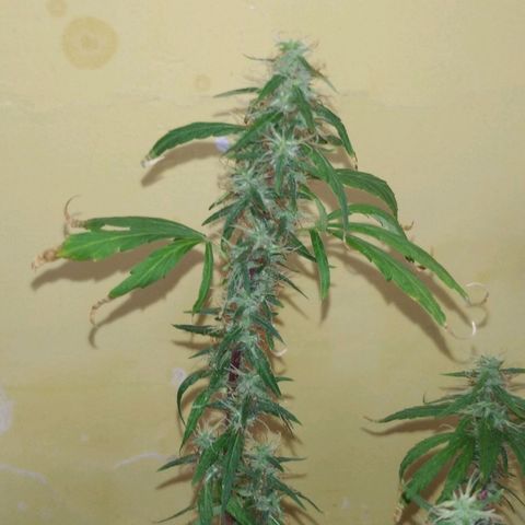 Violeta growlog timeline photo
