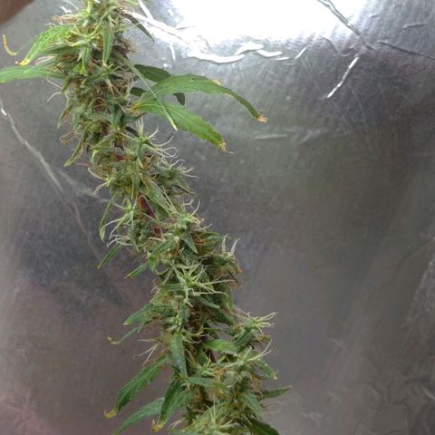 Violeta growlog timeline photo
