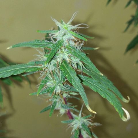 Violeta growlog timeline photo