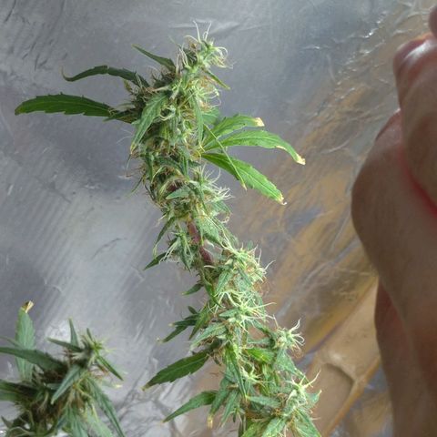 Violeta growlog timeline photo