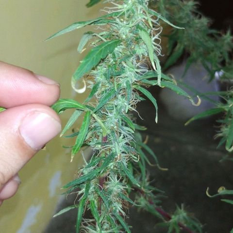 Violeta growlog timeline photo