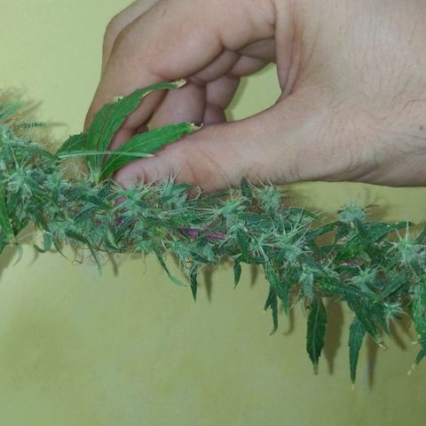 Violeta growlog timeline photo