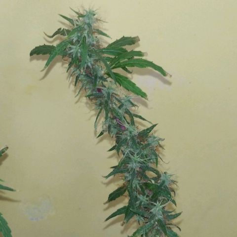 Violeta growlog timeline photo