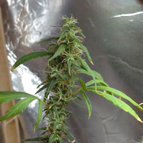 Violeta growlog timeline photo