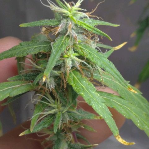 Violeta growlog timeline photo