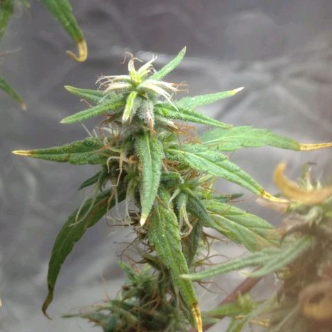 Violeta growlog timeline photo