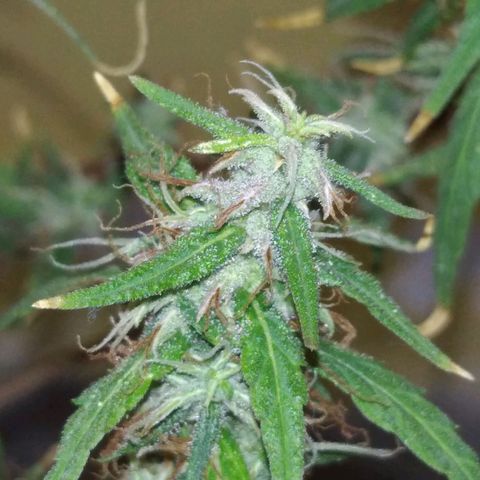 Violeta growlog timeline photo