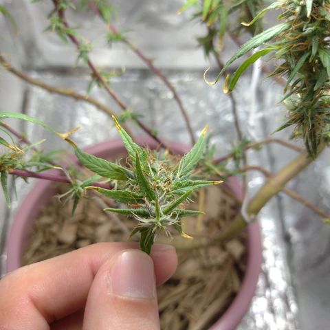 Violeta growlog timeline photo
