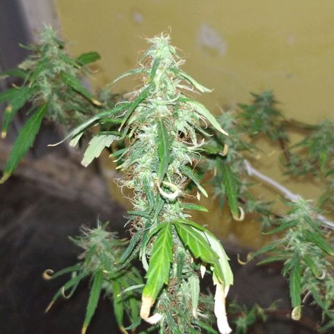 Violeta growlog timeline photo
