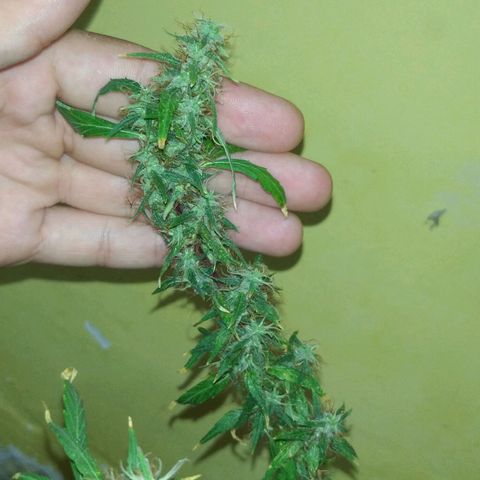 Violeta growlog timeline photo