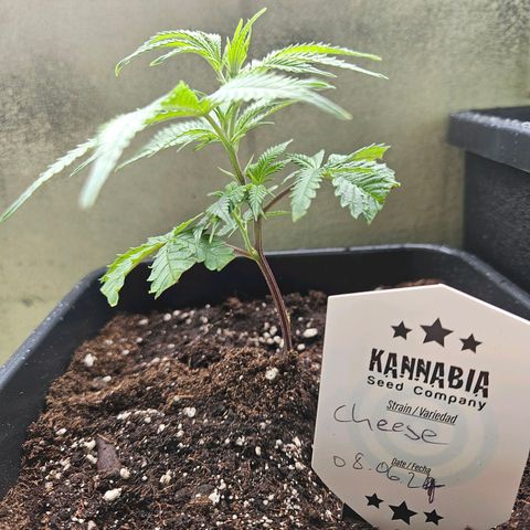 Cheese growlog timeline photo