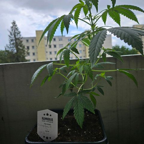 Grapefruit growlog timeline photo