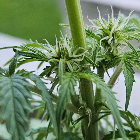 White Russian Autoflowering #1 growlog timeline photo