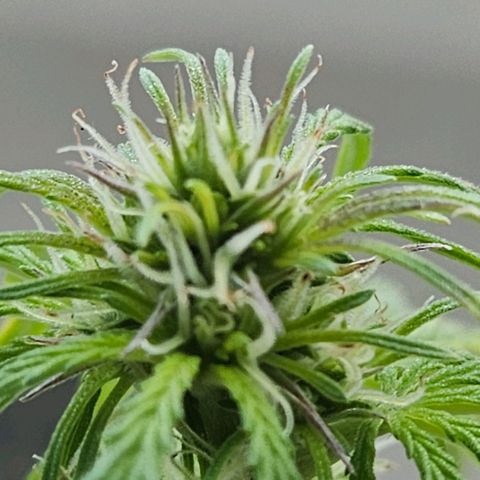 White Russian Autoflowering #1 growlog timeline photo