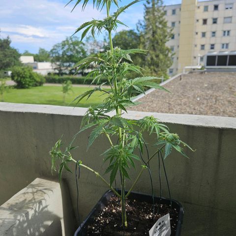 White Russian Autoflowering #1 growlog timeline photo